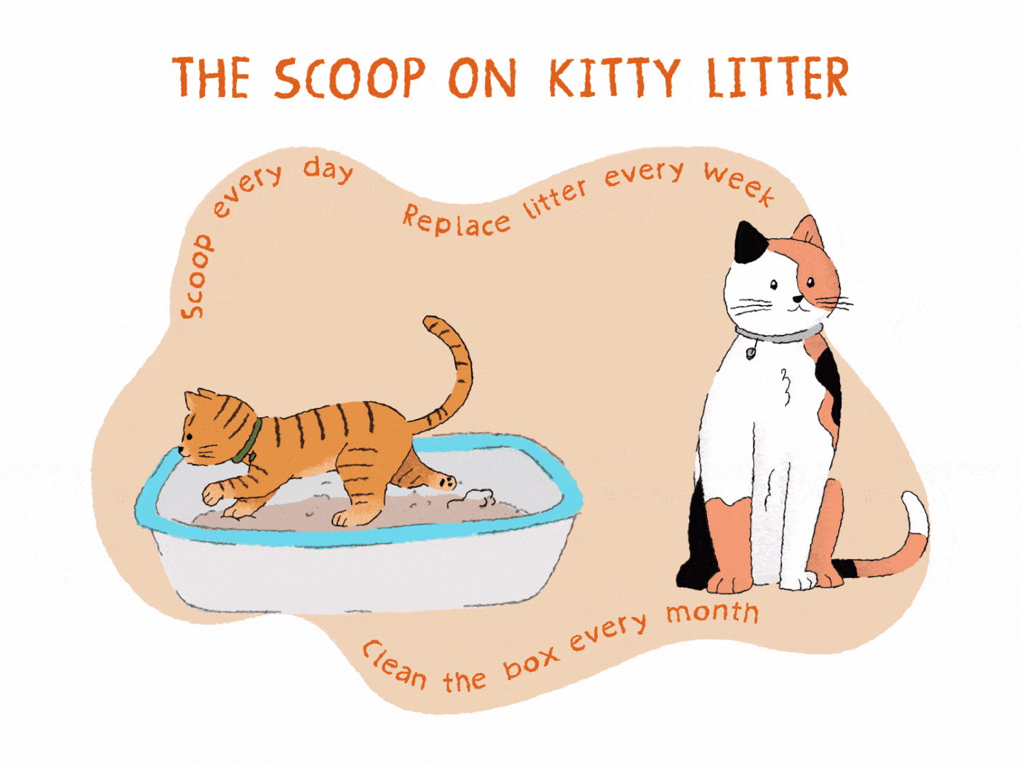 Litter Box Tips and Tricks for Every Cat Owner