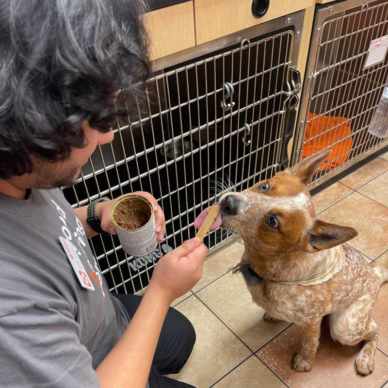 Profile picture of Eddie Perez, Veterinary Assistant