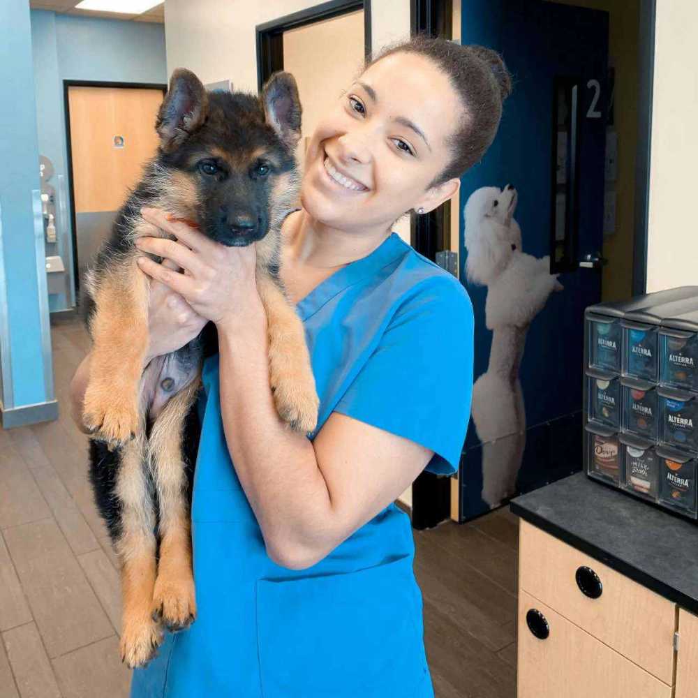 Vet To Pet Hialeah - Home Veterinarian In Miami Lakes Fl Miami Lakes