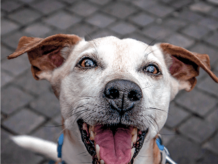 A close-up of a dog