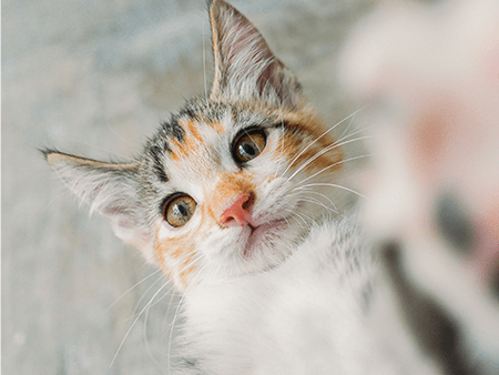 A close-up of a playful cat touching the camera