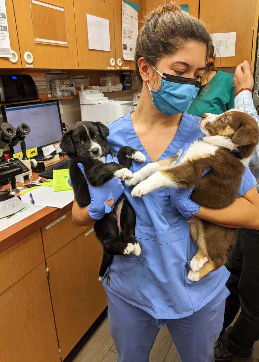A young female veterinarian holding a couple of puppies at the Banfield Pet Hospital
