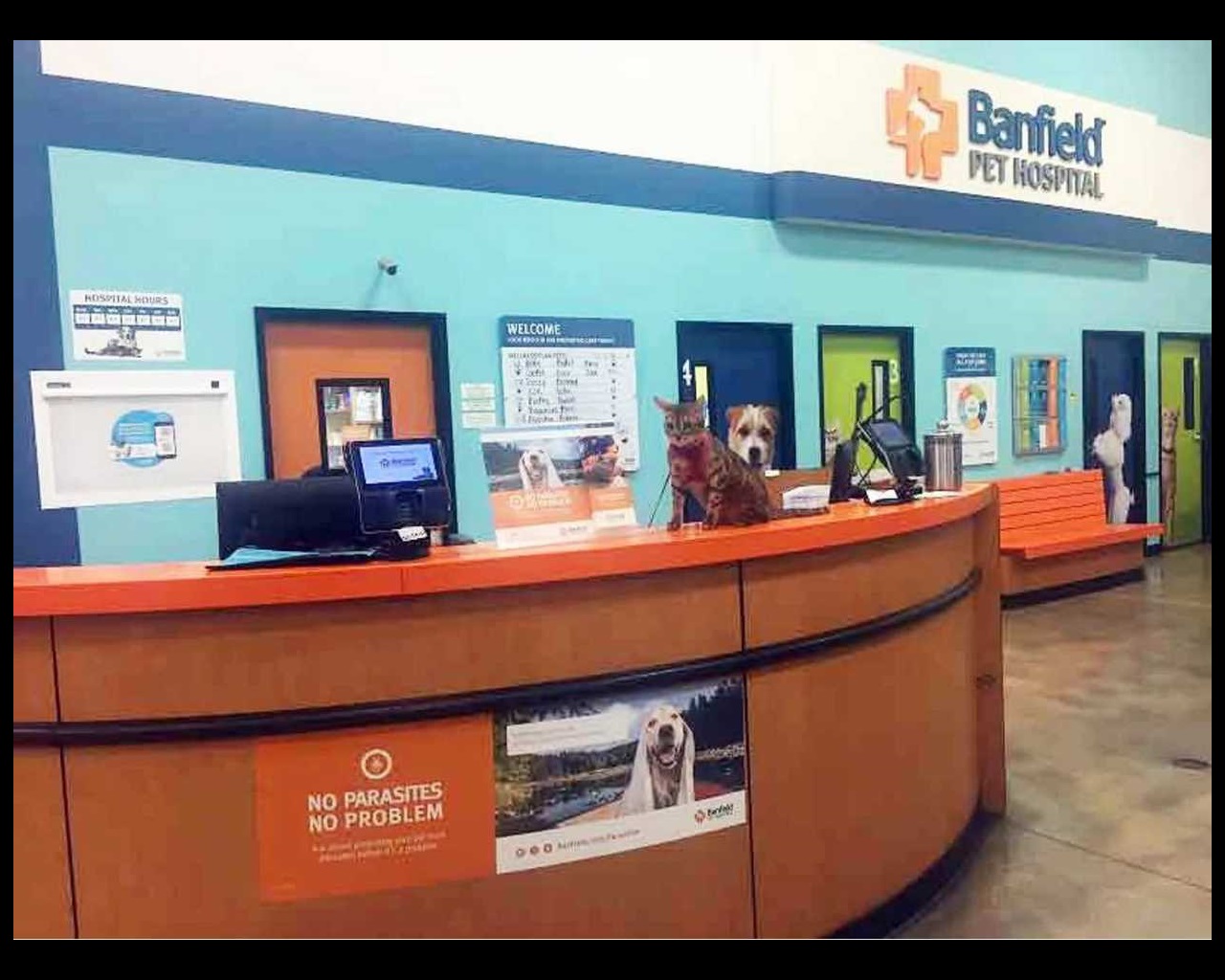 Veterinarians In Miami Fl Banfield Pet Hospital
