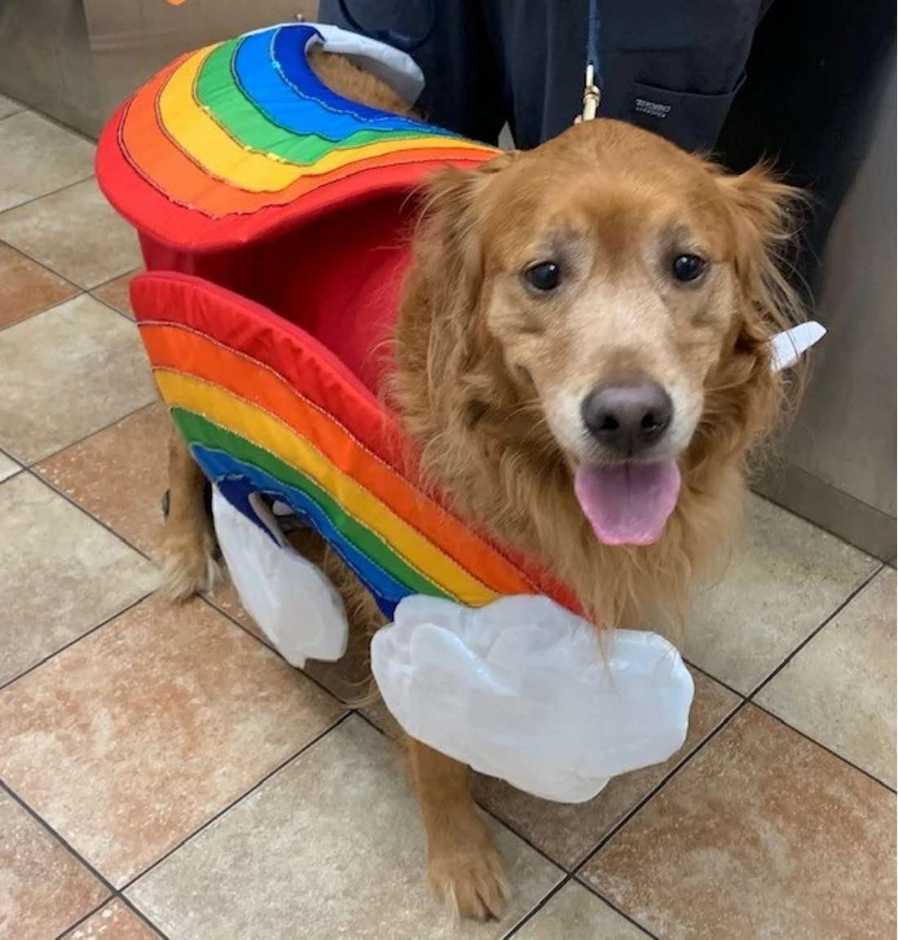 A dog in a rainbow costume at the Banfield Pet Hospital, Slidell S, LA 