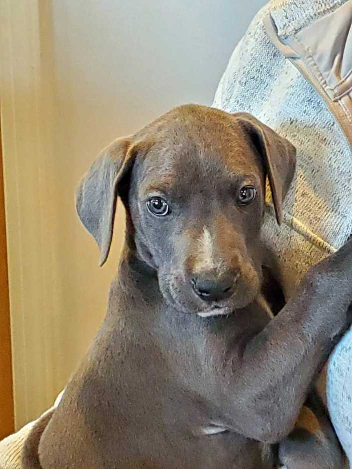 A puppy at the Banfield Pet Hospital, Yadkin Park, NC