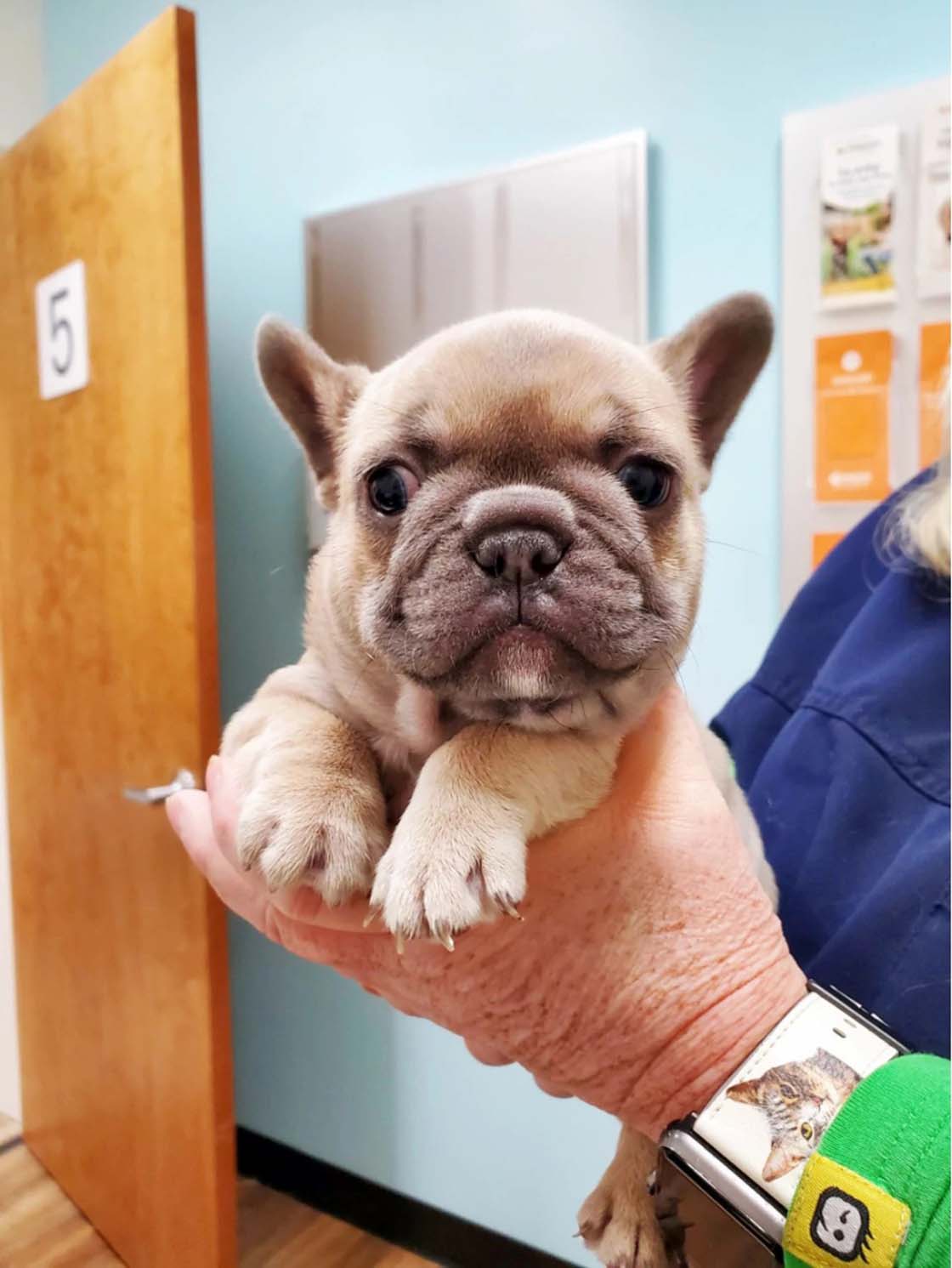A Banfield Associate holding a puppy at the Banfield Pet Hospital, Yadkin Park, NC