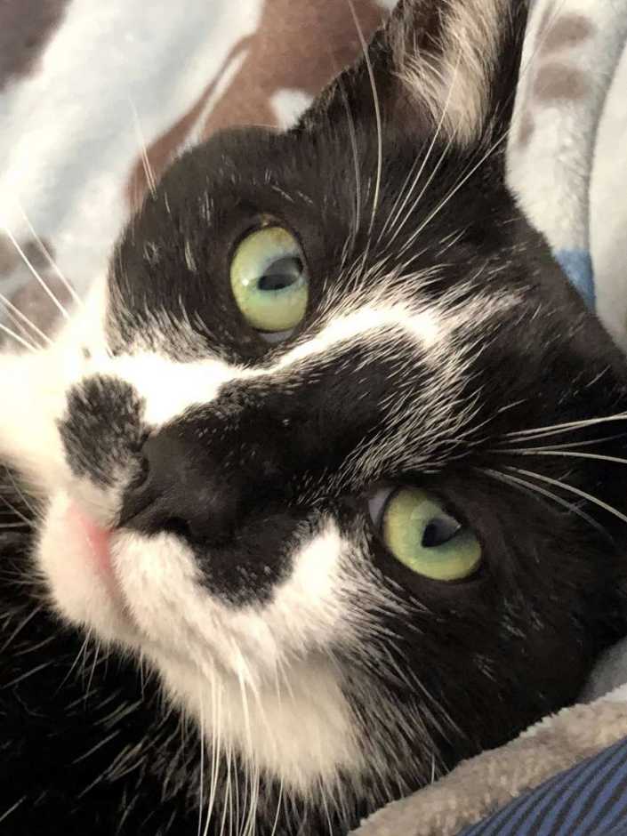 A close-up of a cat