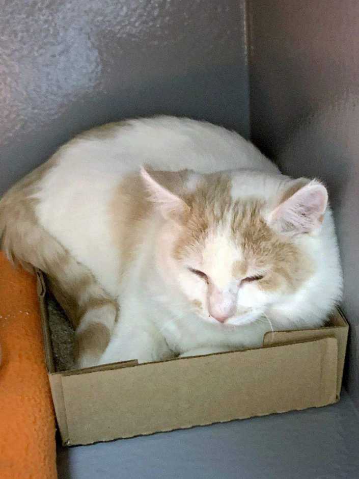 A cat sitting inside a small cardboard box