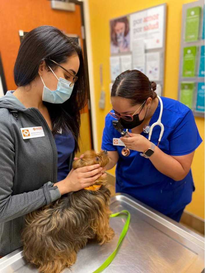 Petsmart fashion rio hondo banfield